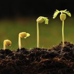 plantas