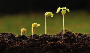 El gran compromiso: Asegurar la sostenibilidad de la nueva iglesia (Lección 9)