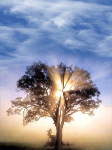 El Señor Jesucristo transforma nuestro mundo