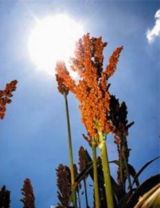 Saque al enemigo de su territorio (Lección 3)