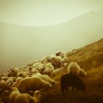pastor y ovejas