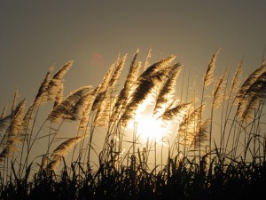 La tarea está por hacerse aún (Lección 8 – Nivel 1)